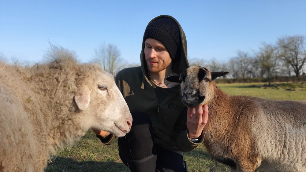 Lucas Künnecke hälsar på fåren Ramona och Pimpinella.