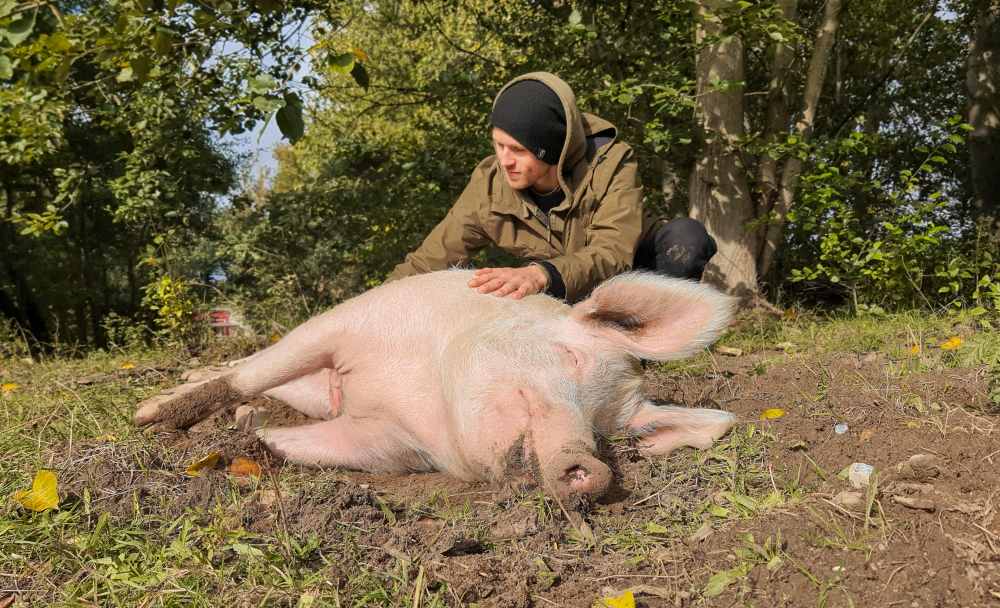 Lucas Künnecke på Land der Tiere kliar grisen Rosalie.